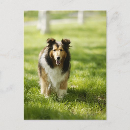 Carte Postale Shetland Sheepdog courant sur l'herbe (Devant)