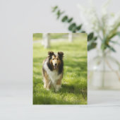 Carte Postale Shetland Sheepdog courant sur l'herbe (Debout devant)