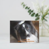 Carte Postale shetland sheepdog noir et blanc amour w pic (Debout devant)
