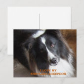 Carte Postale shetland sheepdog noir et blanc amour w pic (Devant / Derrière)