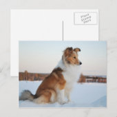 Carte Postale Shetland sheepdog produit papier (Devant / Derrière)