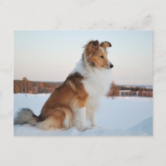 Carte Postale Shetland sheepdog produit papier (Devant)