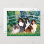 Carte Postale Shetland Sheepdog (quatre) - Pont (Devant / Derrière)