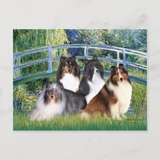 Carte Postale Shetland Sheepdog (quatre) - Pont (Devant)
