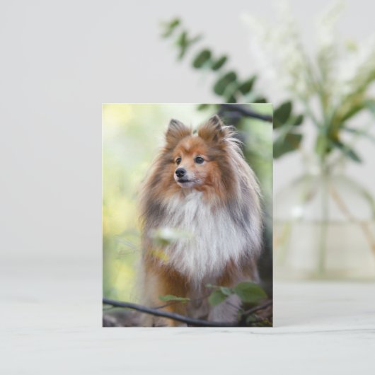 Carte Postale Shetland Sheepdog Shelter petit chien en forêt Jig (Debout devant)