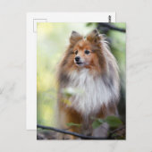 Carte Postale Shetland Sheepdog Shelter petit chien en forêt Jig (Devant / Derrière)