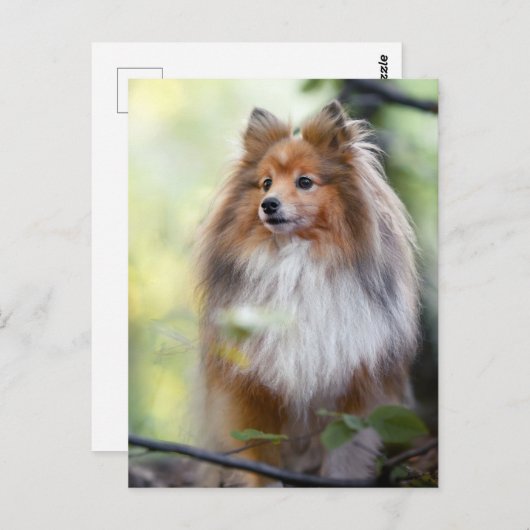 Carte Postale Shetland Sheepdog Shelter petit chien en forêt Jig (Devant / Derrière)