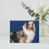 Carte Postale Shetlie (Merle) (Debout devant)