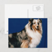 Carte Postale Shetlie (Merle) (Devant / Derrière)