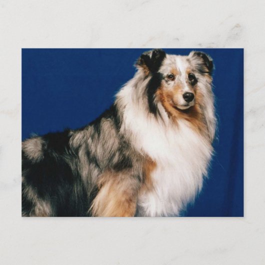 Carte Postale Shetlie (Merle) (Devant)