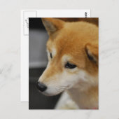 Carte postale Shiba Inu (Devant / Derrière)