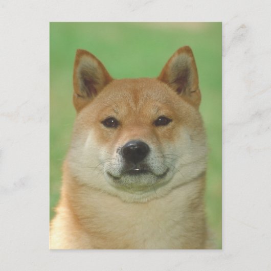 Carte Postale Shiba Inu (Devant)