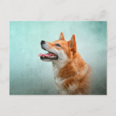 Carte Postale Shiba Inu dog (Devant)