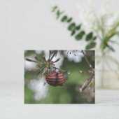 Carte postale Shieldbug par bandes (Debout devant)
