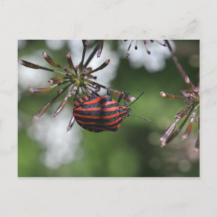 Carte postale Shieldbug par bandes