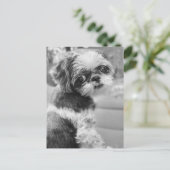 Carte postale Shih Tau Girl (Debout devant)