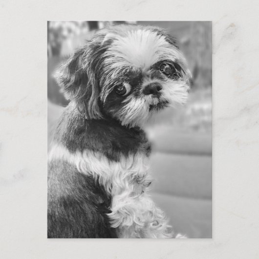 Carte postale Shih Tau Girl (Devant)