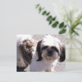 Carte postale Shih Tsu Puppy (Debout devant)