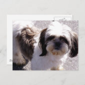 Carte postale Shih Tsu Puppy (Devant / Derrière)
