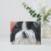 Carte postale Shih Tzu (Debout devant)
