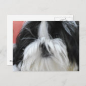 Carte postale Shih Tzu (Devant / Derrière)