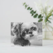 Carte postale Shih Tzu (Debout devant)