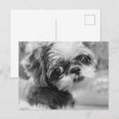 Carte postale Shih Tzu (Devant / Derrière)