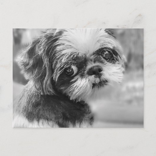 Carte postale Shih Tzu (Devant)