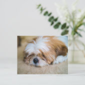 Carte Postale Shih Tzu (Debout devant)