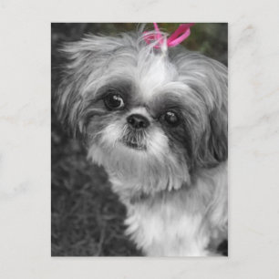 Carte postale Shih Tzu