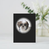 Carte Postale Shih-Tzu (Debout devant)