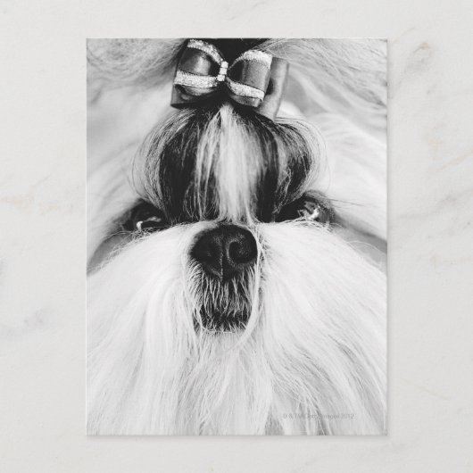 Carte Postale Shih Tzu (Devant)
