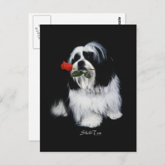 Carte Postale Shih Tzu Avec Rose (Devant / Derrière)