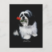 Carte Postale Shih Tzu Avec Rose (Devant)