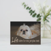 Carte postale Shih Tzu Flat Fer Humour cheveux (Debout devant)