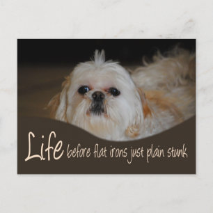 Carte postale Shih Tzu Flat Fer Humour cheveux