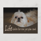 Carte postale Shih Tzu Flat Fer Humour cheveux (Devant)