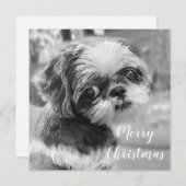 Carte postale Shih Tzu Joyeux Noël (Devant / Derrière)