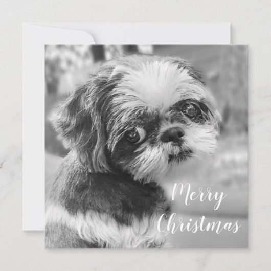 Carte postale Shih Tzu Joyeux Noël (Devant)