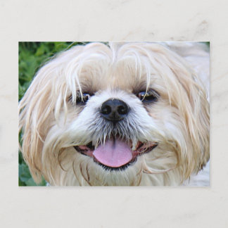 Carte Postale Shih Tzu Joyeux Visage !