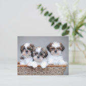 Carte Postale Shih Tzu puppies (Debout devant)