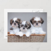 Carte Postale Shih Tzu puppies (Devant / Derrière)