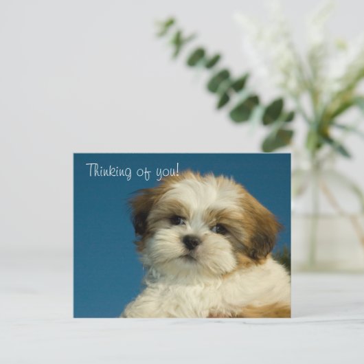 Carte Postale Shih Tzu Puppy "Penser à vous" PostCard (Debout devant)