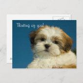 Carte Postale Shih Tzu Puppy "Penser à vous" PostCard (Devant / Derrière)