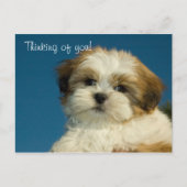 Carte Postale Shih Tzu Puppy "Penser à vous" PostCard (Devant)