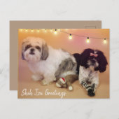 Carte Postale Shih Tzu Salutations (Devant / Derrière)