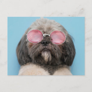 Carte postale Shih Tzu Salutations