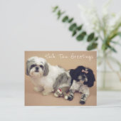 Carte Postale Shih Tzu Salutations (Debout devant)