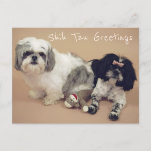 Carte Postale Shih Tzu Salutations