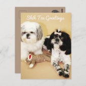 Carte Postale Shih Tzu Salutations (Devant / Derrière)